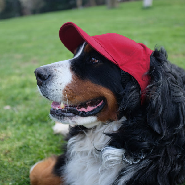 Littlearth Calgary Flames Pet Baseball Hat