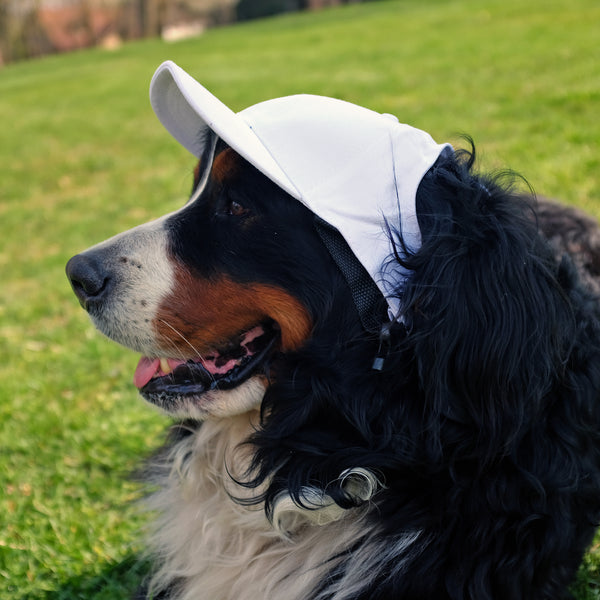 Littlearth Cleveland Browns Pet Baseball Hat