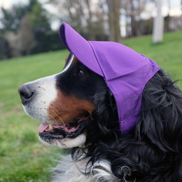 Littlearth Minnesota Vikings Pet Baseball Hat