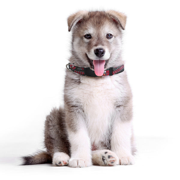 Littlearth Tampa Bay Buccaneers Pet Team Collar